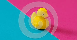 Rubber bath duck on pink blue color background. Yellow float duck toy, play and fun for kid