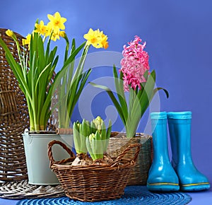 Rubber blue boots and spring flowers are in a basket