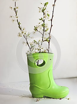 Rubber boot and blooming spring tree branch