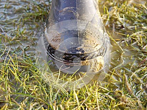 Rubber boot in grass