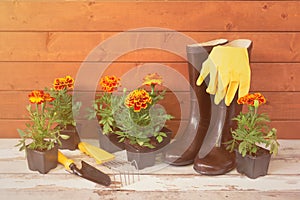 Rubber boots, gloves, seedlings of marigold flowers and gardening tools on aged wooden table