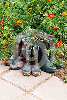 Rubber Boots Near Flowers Marigold In Garden