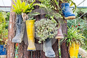 Rubber boots reused with plants hanging on the tree