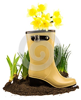 Rubber boots with spring yellow flowers daffodils, grass and ground