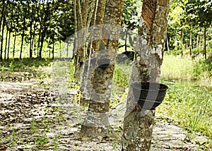 Rubber bowl with close up for rubber plantation background photo