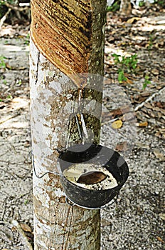 Rubber bowl with close up for rubber plantation background photo