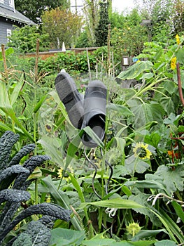 Rubber clogs hanging in the community garden