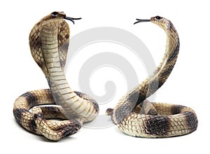 Rubber Cobras