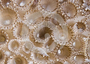 Rubber coral (Palythoa tuberculosa) detail.