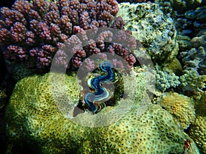 Rubber coral, rubbery zoanthid, encrusting zoanthid, Palythoa tuberculosa, and cauliflower coral Pocillopora verrucosa