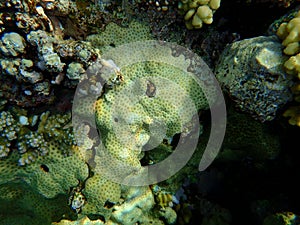 Rubber coral, rubbery zoanthid, encrusting zoanthid, Palythoa tuberculosa, undersea, Red Sea