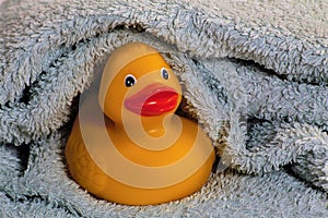 Rubber duck in bath