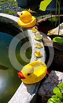 Rubber duck family