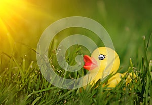 Rubber duck in grass