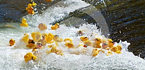Rubber Duck Racing