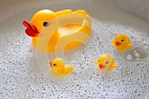 a rubber duck with three ducklings swims in the foam. View from above