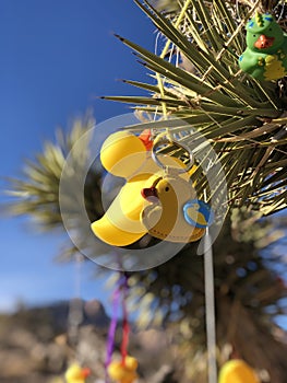 Rubber Duckie Trail photo