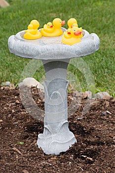 Rubber duckies in a Bird Bath photo