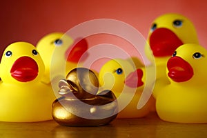 Rubber duckies and golden rubber duckling photo