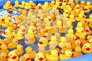 Rubber Duckies pool