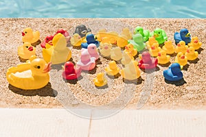 Rubber ducklings of different colors and sizes at the edge of the pool