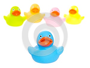 Rubber ducks isolated
