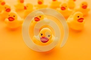 Rubber ducks in leadership concept