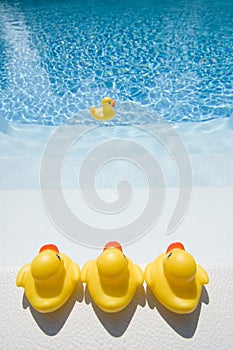 Rubber ducks in the pool