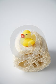 Rubber ducky on loofah