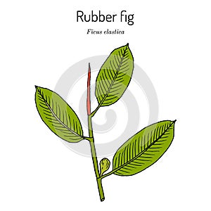 Rubber fig Ficus elastica , ornamental house plant