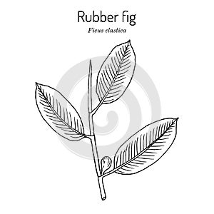 Rubber fig Ficus elastica , ornamental house plant