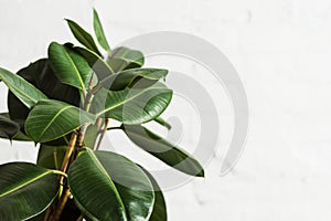 Rubber fig Ficus elastica plant with green leaves