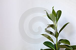 Rubber fig Ficus elastica plant with green leaves by white wall. Popular Air Purifier Trees