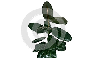 Rubber fig or rubber tree plant Ficus elastica with shiny dark green leaves popular indoors garden houseplant isolated on white