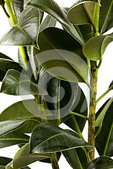 Rubber fig`s big smooth green leaf ficus benjamina, ficus elastica, ficus microcarpa, rubber, weeping, banyan, climbing