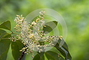 Rubber flowers Hevea brasiliensis and green leaves in garden