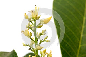 Rubber flowers Hevea brasiliensis and green leaves isolated on white background