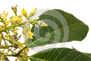 Rubber flowers Hevea brasiliensis and green leaves isolated on white background