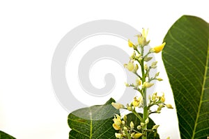 Rubber flowers Hevea brasiliensis and green leaves isolated on white background