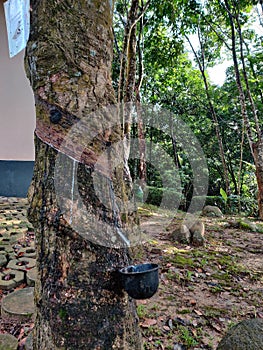 Rubber Forest in Palace Resort and Spa