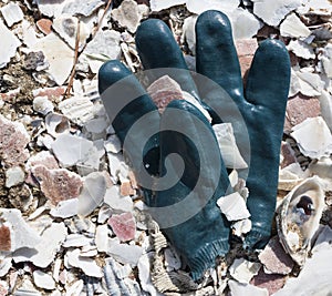 Rubber glove in pile of shells