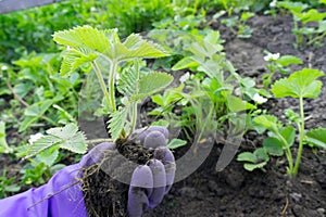 Rubber-gloved hand holds a bush of strawberry