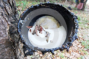 Rubber harvest container