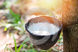 Rubber latex in bowl extracted from rubber tree plantation agriculture in asia for natural latex photo