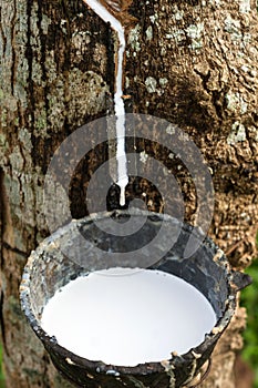 Rubber latex drop from a rubber tree