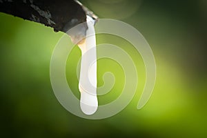 Rubber latex drop from a rubber tree