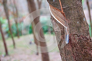Rubber latex drop from rubber tree to pot