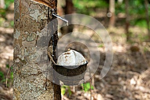 Rubber latex of rubber tree