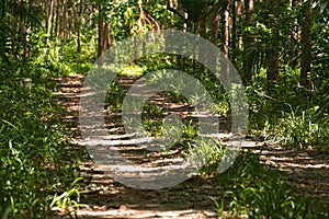 Rubber latex tree farm at Phuket, Thailand.