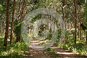 Rubber latex tree farm at Phuket, Thailand.